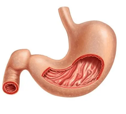 El estómago NO es un órgano digestivo: 25 puntos importantes para ...