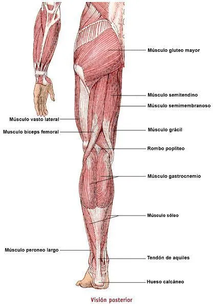 ESTOMATOLOGIA: Musculos del Miembro Inferior