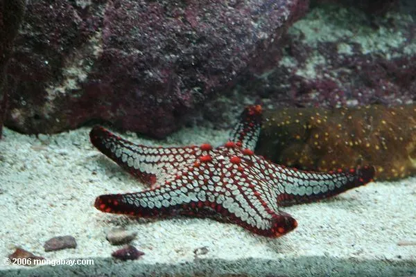 estrella-de-mar | Ciencia, Tecnologia y Medio Ambiente