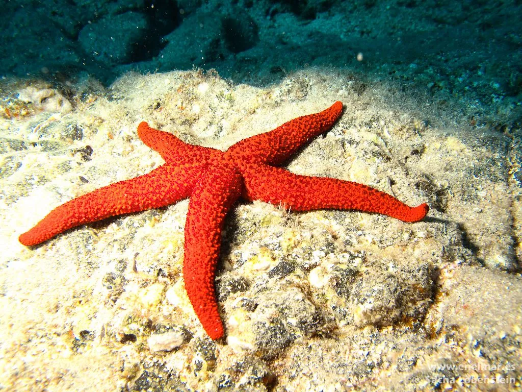 Estrella de mar