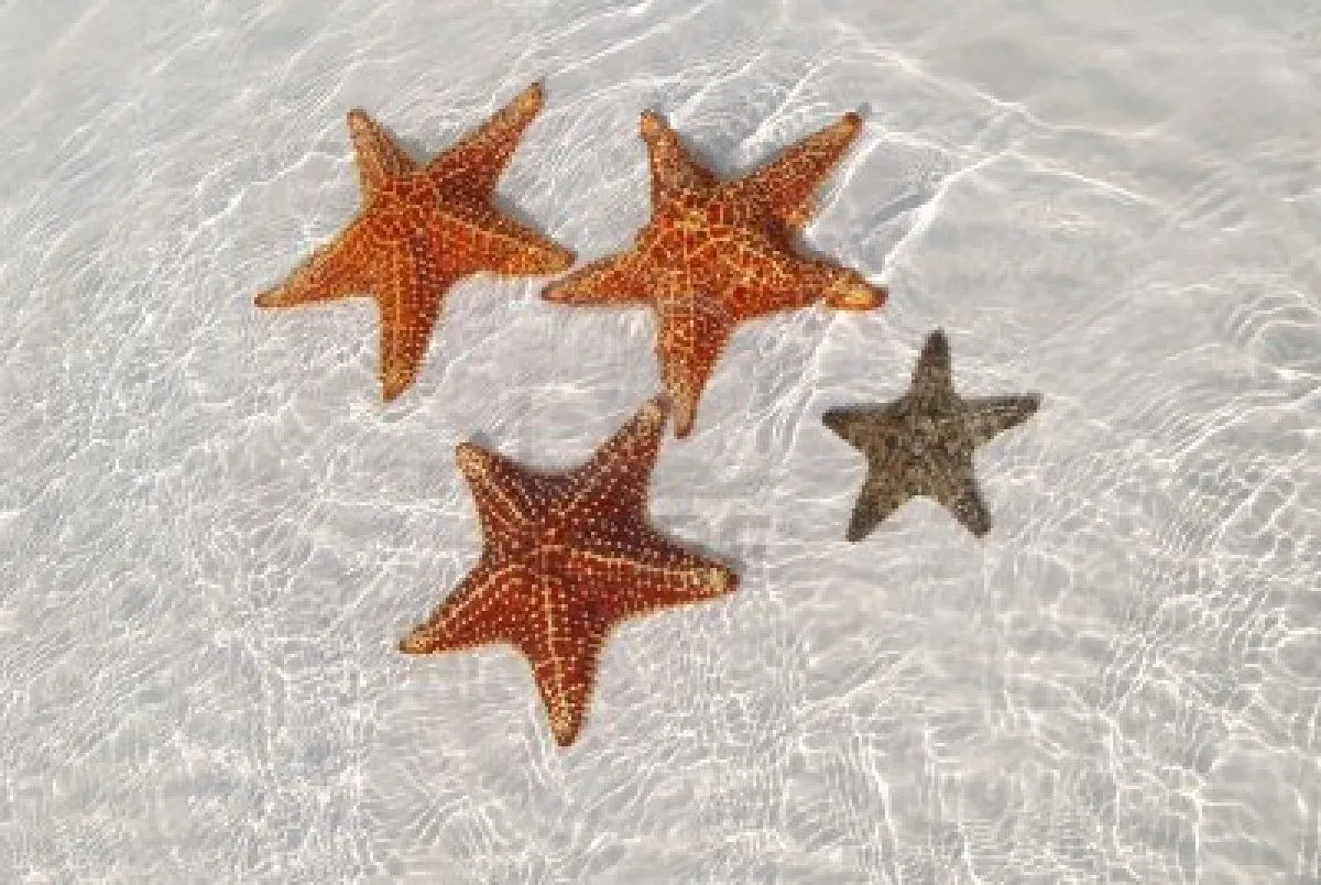 estrellas de mar