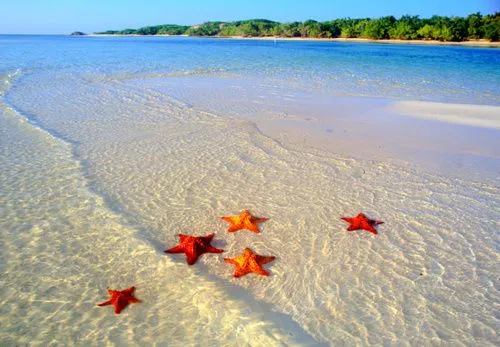 ESTRELLAS DE MAR EN LA PLAYA | EL Candil de los Pensamientos