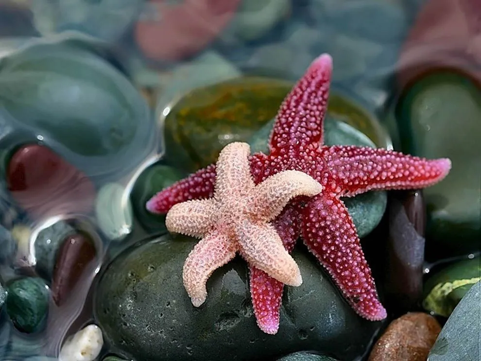 de Estrellas de mar - Taringa!