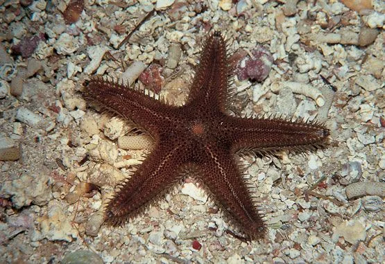 Les estrelles de mar | Escola de naturalistes