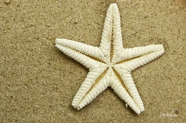 Estrellita de Mar / Small Sea Star | Flickr - Photo Sharing!