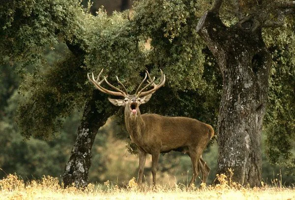 Un estremecedor espectáculo en el bosque