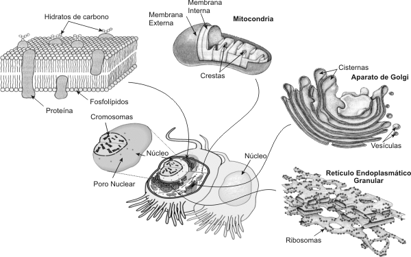 Estructura de las células eucarióticas | biologialosalpes's Blog