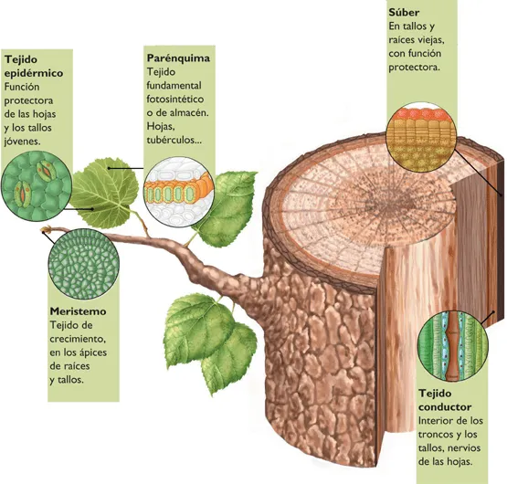 Estructura y fisiología de las plantas - Monografias.