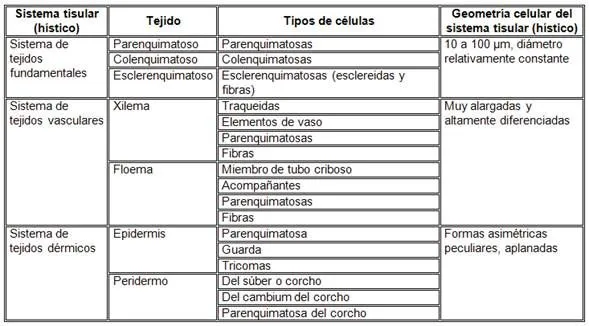 Estructura y fisiología de las plantas - Monografias.