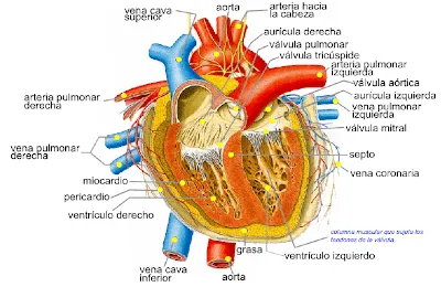 ESTRUCTURA INTERNA DEL CORAZÓN