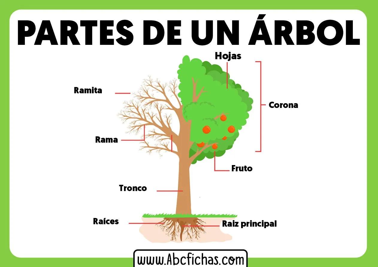 La Estructura y Partes de un Árbol | Ciencias Naturales