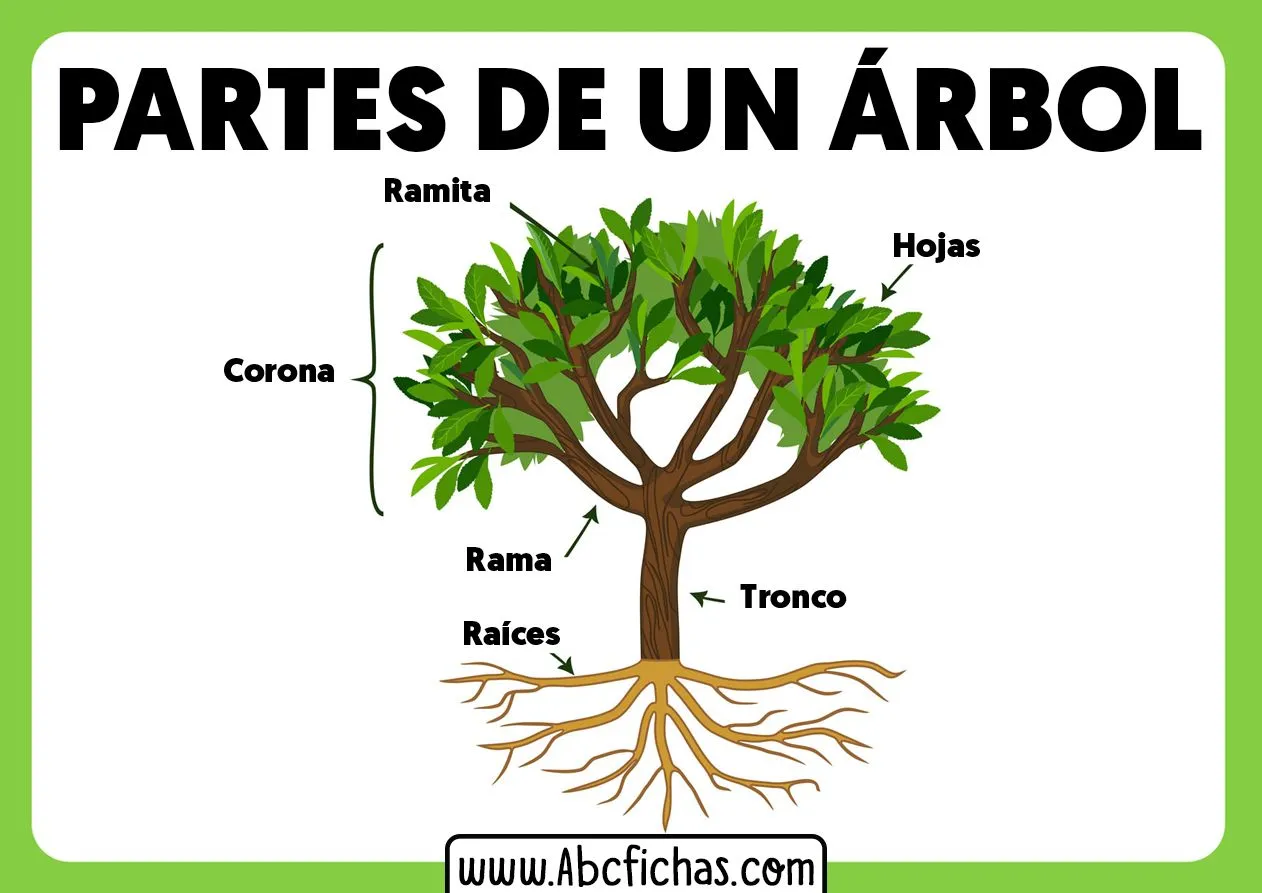 La Estructura y Partes de un Árbol | Ciencias Naturales