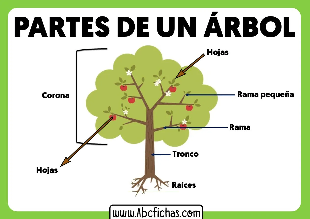 La Estructura y Partes de un Árbol | Ciencias Naturales