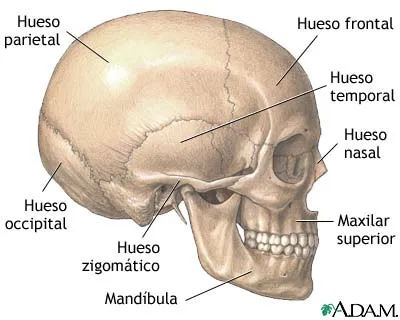 enero | 2013 | ANATOMIA AL DIA