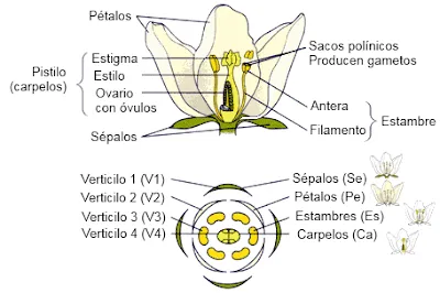 Estructuras de la flor y sus funciones - Imagui