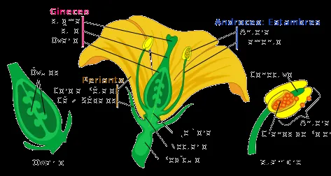 Estructuras de la flor y sus funciones - Imagui