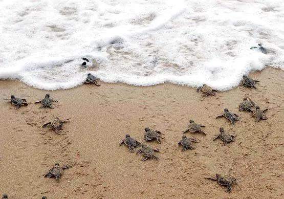 Estudian sitios de desove de tortugas marinas en Cuba (+video) (+ ...