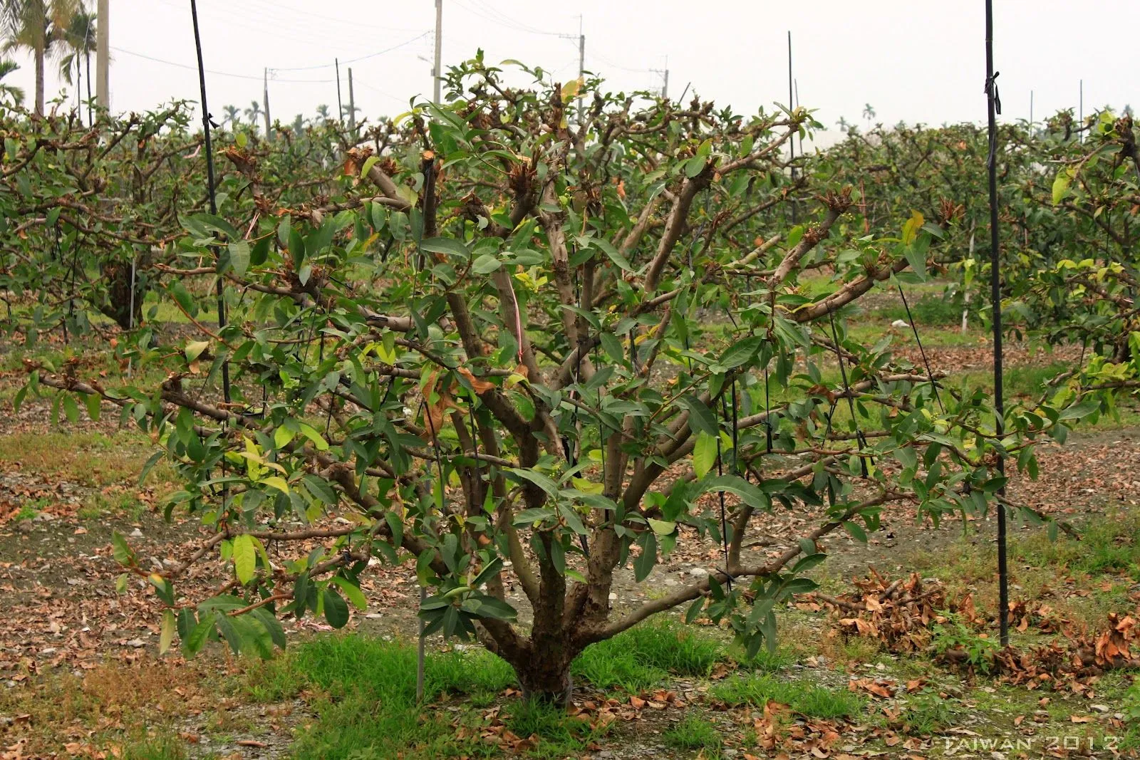 Estudiando Agricultura en Taiwán: Arquitectura de árboles frutales