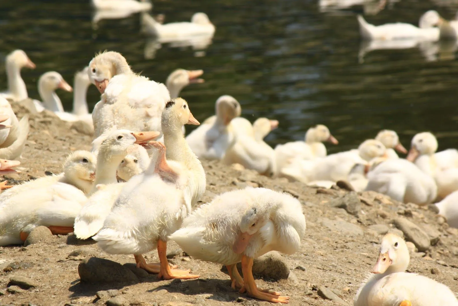 Estudiando Agricultura en Taiwán: Granja de Patos