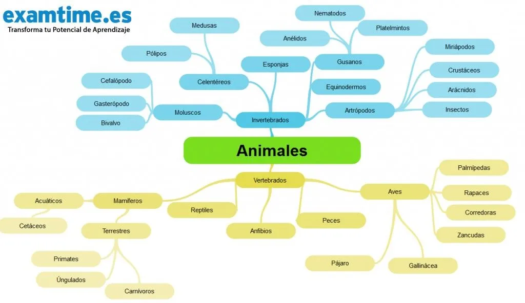 Cómo Estudiar Biología: 5 Técnicas para ser el Rey del Reino Animal