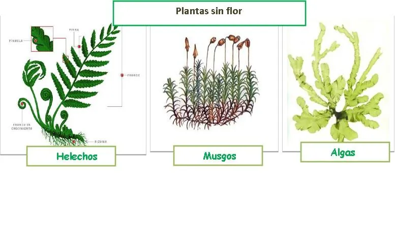 Estudio de clases: Clases demostrativas