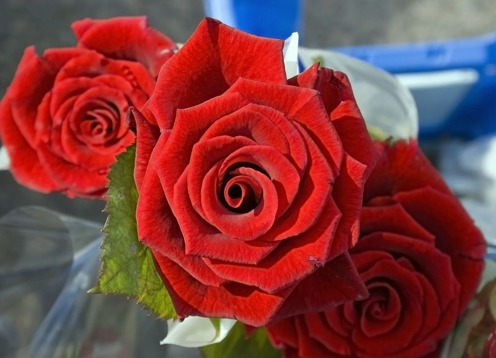 PARA QUE TENGAS UN ESTUPENDO DIA ~ ROSAS HERMOSAS Y MAS