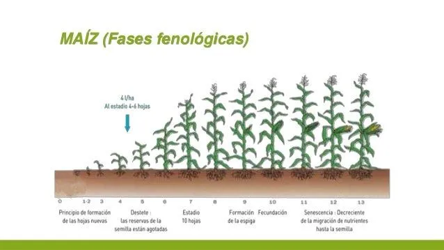 Etapa fenologica del maiz - Imagui