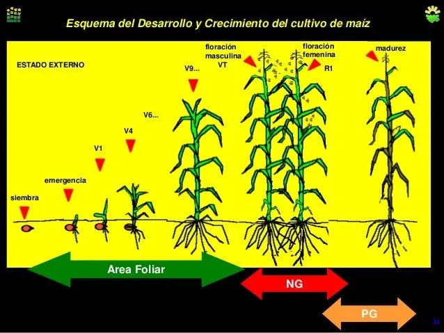 Etapas de desarrollo de cultivo de Maiz