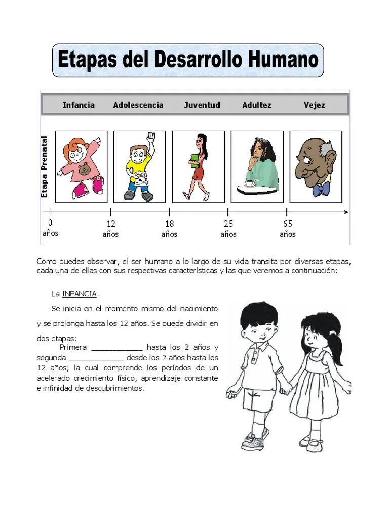 Etapas-del-Desarrollo-Humano-taller 4º | PDF