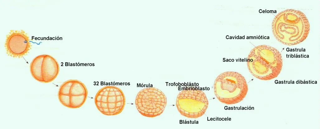 Etapas de desarrollo del embrion - Imagui