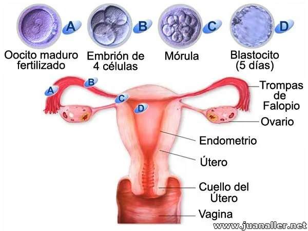 Trompas de Falopio