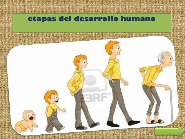 Etapas del desarrollo humano