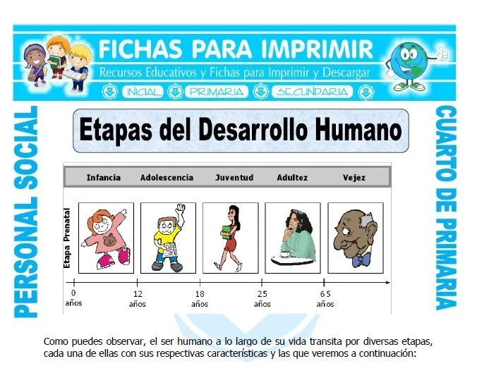 Etapas del Desarrollo Humano para Cuarto de Primaria - Ficha Gratis