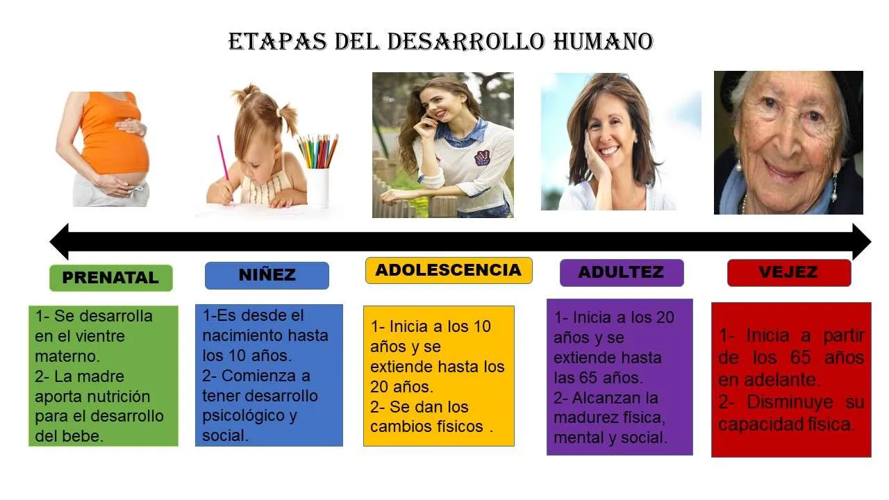 Etapas del desarrollo humano - ePuzzle foto puzzle