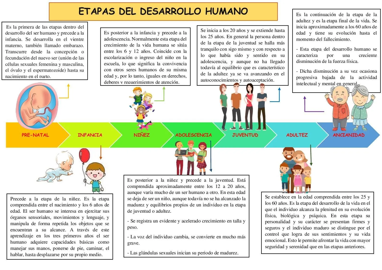 Etapas Del Desarrollo Humano 1 | Etapas del desarrollo humano, Desarrollo  humano, Etapas del desarrollo