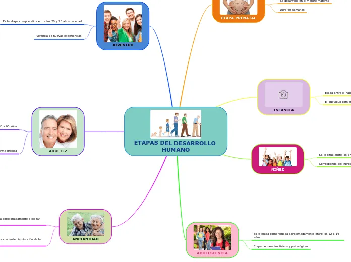 ETAPAS DEL DESARROLLO HUMANO - Mind Map