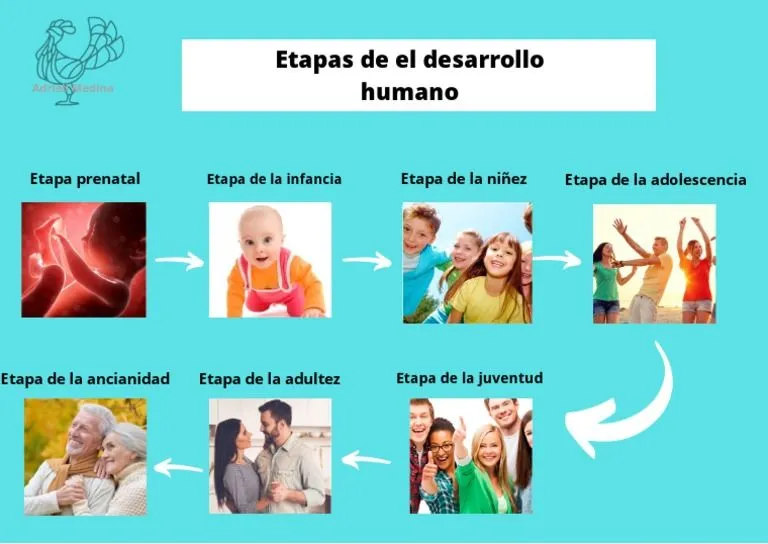 Etapas Del Desarrollo Humano | PDF