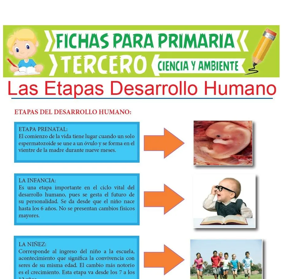 Las Etapas Desarrollo Humano para Tercer Grado de Primaria