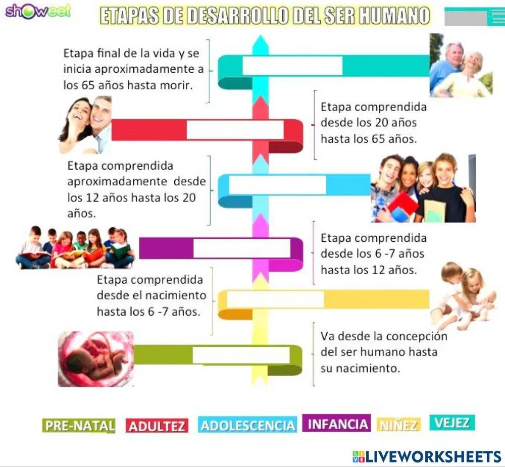 Etapas del desarrollo humano worksheet for SEGUNDO PRIMARIA | Live  Worksheets