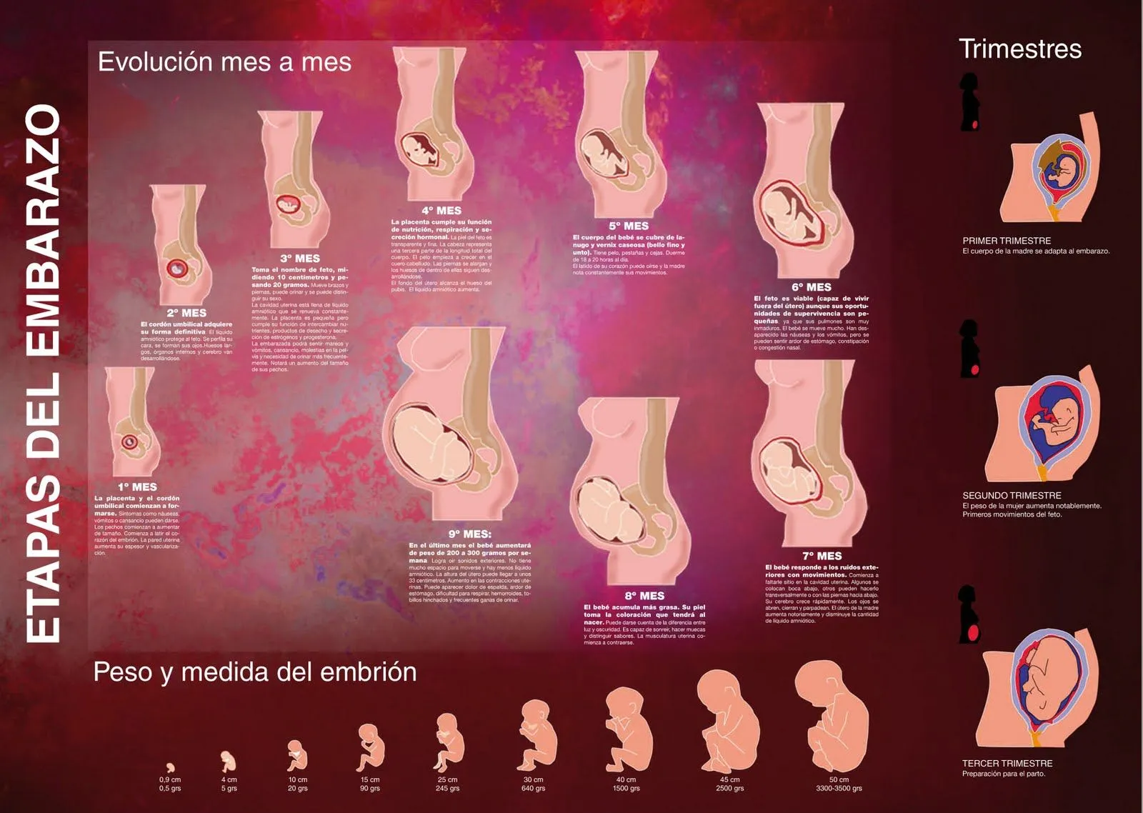 Etapas del Emabarazo | Conoce las etapas del embarazo