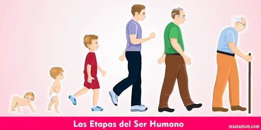 Las Etapas del Ser Humano - Manualidades MamaFlor