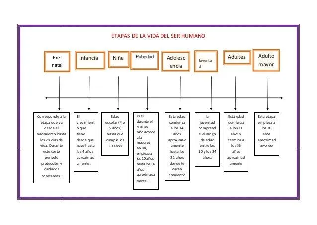 Etapas de la vida del ser humano