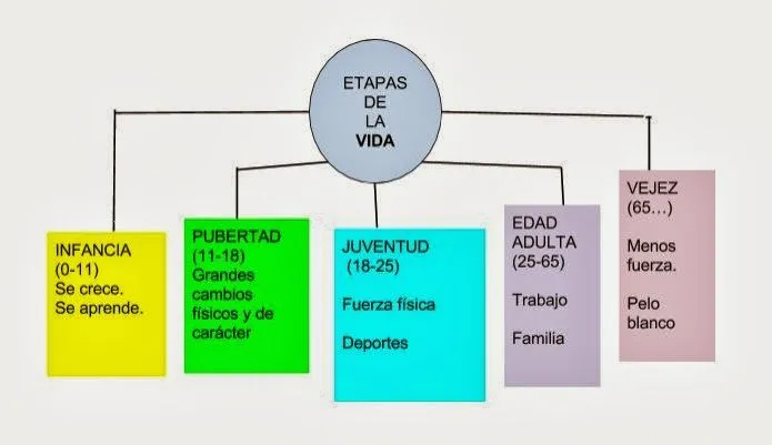 LAPICERO DE TERCERO : esquema: las etapas de la VIDA