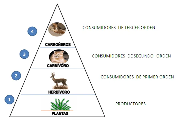 ética y transformación del entorno: red trofica