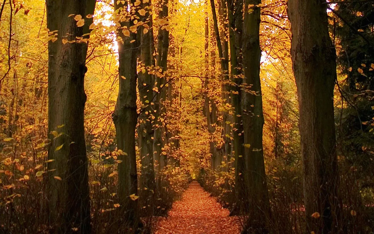 Bosques arboles HD - Imagui