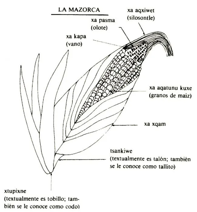 Etnografía de los confines - Etnografía del maíz: variedades ...