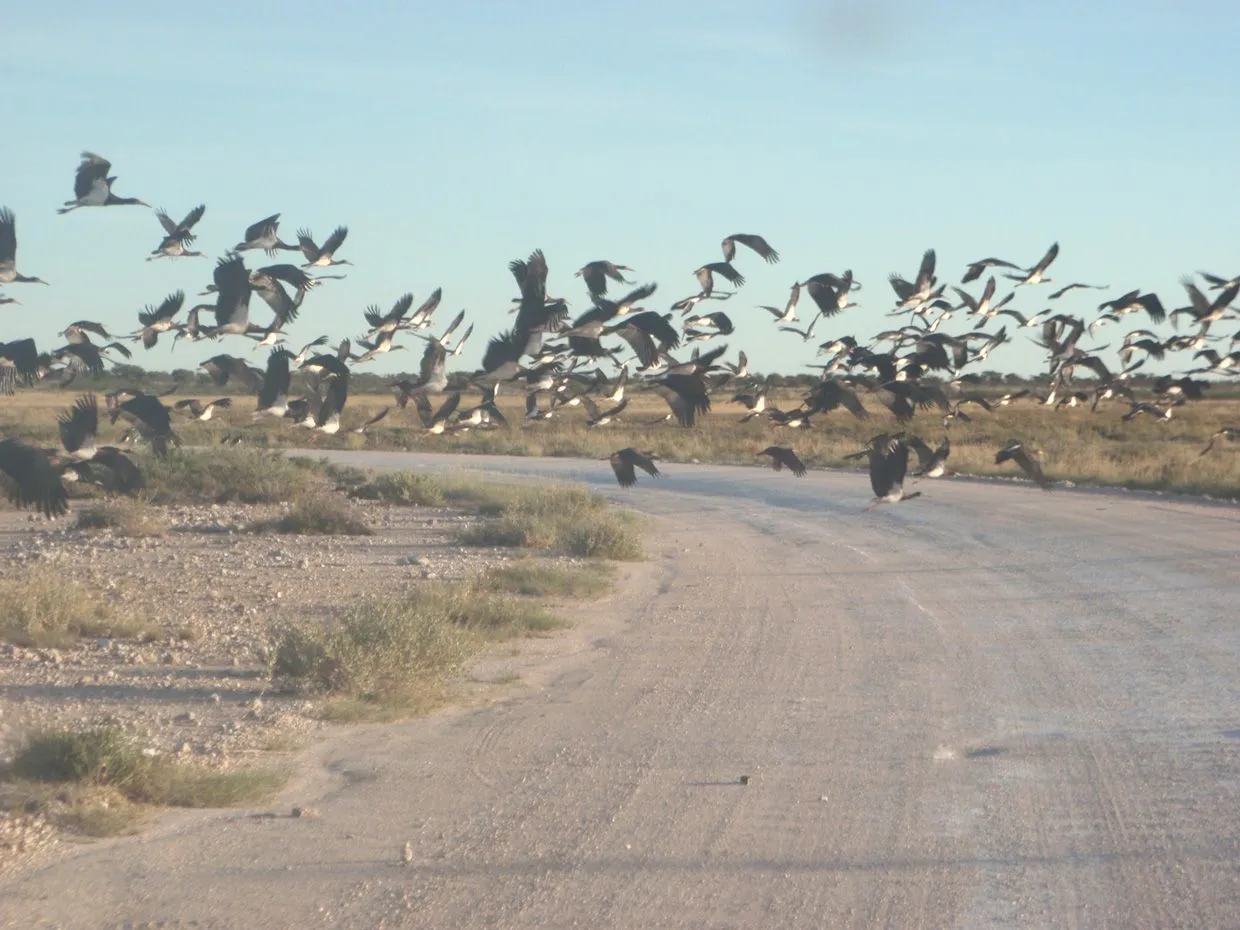  ... ETOSHA, INCREIBLES LAS BANDADAS DE CIGUEÑAS DE ABDIMS (ABDIMSSTORCH