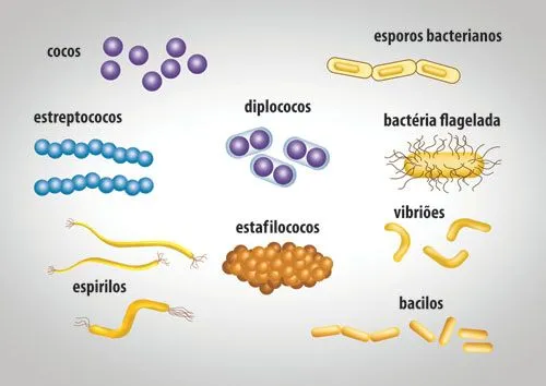 Eu adoro Biologia: Reino Monera