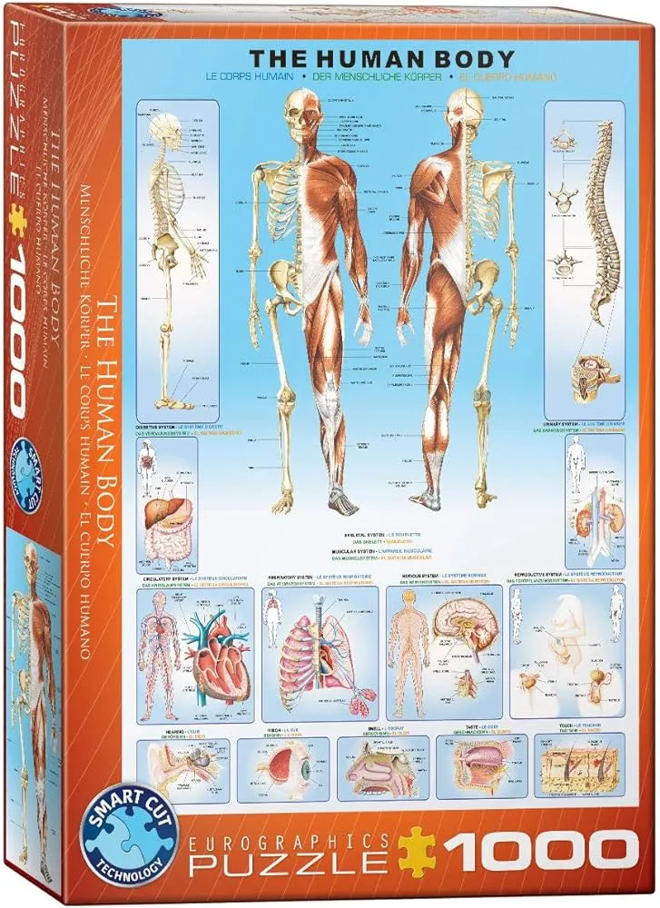 EuroGraphics Rompecabezas de Cuerpo Humano (1000 Piezas) : Amazon.com.mx:  Juguetes y Juegos