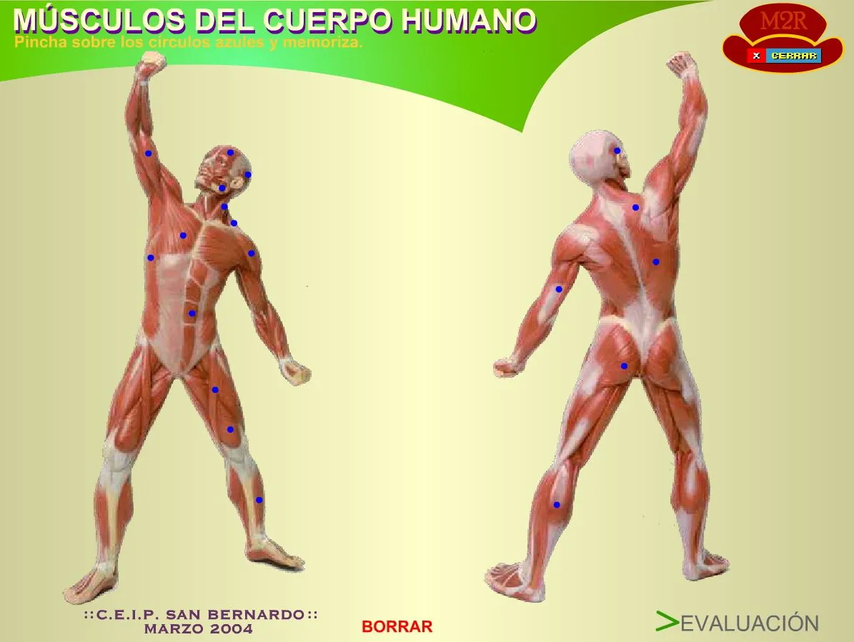 Evaluación de todos los músculos del cuerpo humano ...